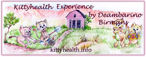 Holistic Kittyhealth experience